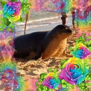 nokmis_campbell avatar