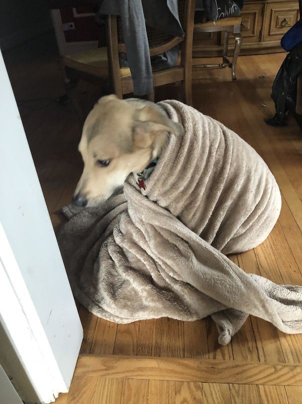 I Walked In On My Doggo In Deep Thought This Morning