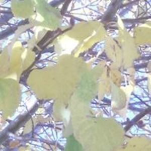 gabriela_white avatar