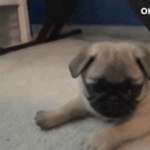 samuelbierbrauer avatar