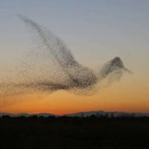 alialyousef_eng avatar