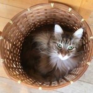 carolyn_crowley avatar