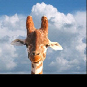 vickimathison avatar