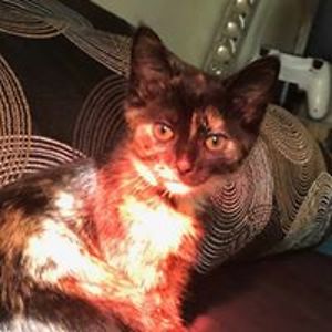 adrian_sparkles avatar