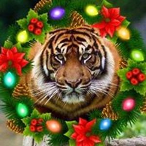 lauriaceriani avatar