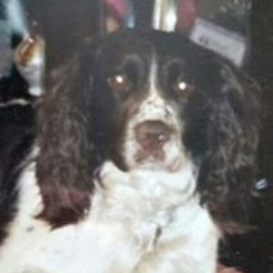 spencerthedog1 avatar