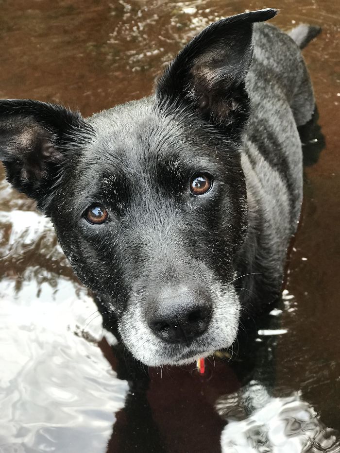 Meet Kenya, My 11-Year-Old Mutt. Black Lab Terrier