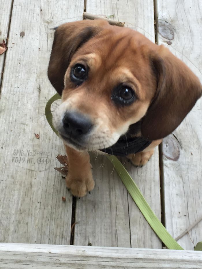 Our New Mutt Pup Brewster (Spaniel + Coonhound + Foxhound + Basset Hound + Labrador Retriever)