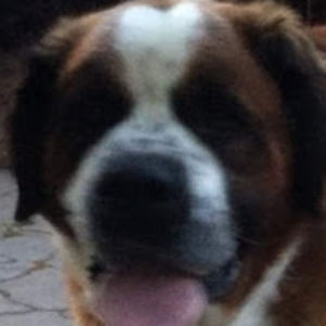 gabrielekirsnys avatar