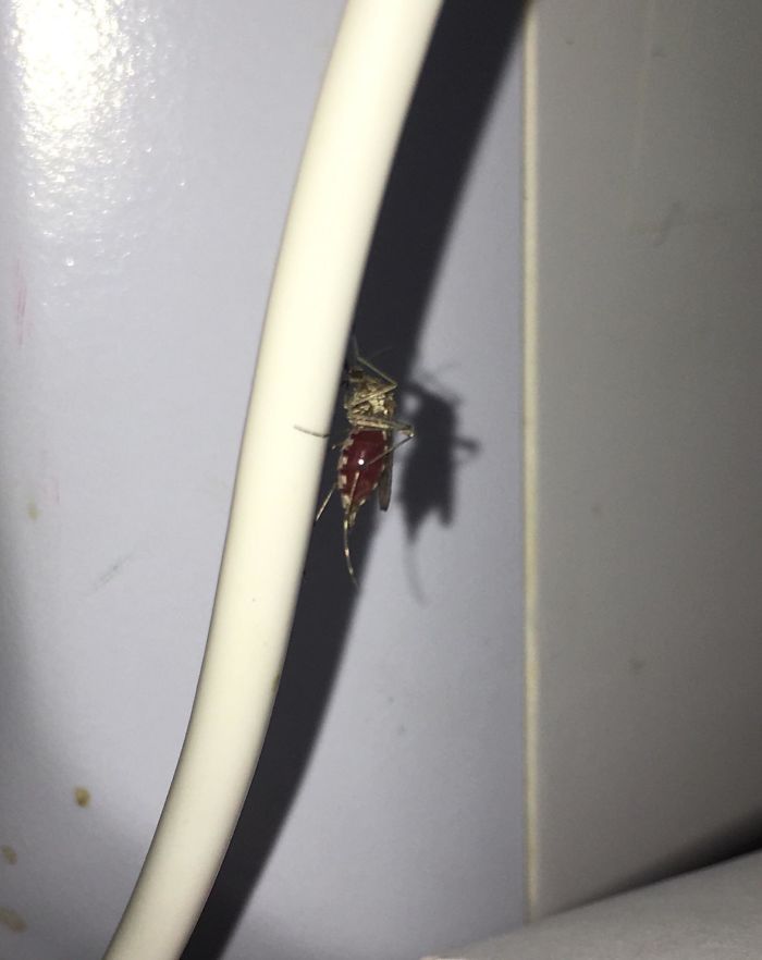 You Can Clearly See The Blood This Mosquito Has Stolen From Me