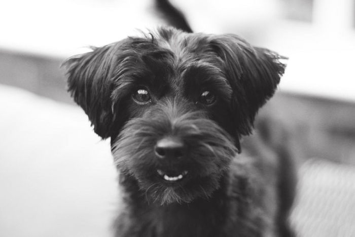 Yorkipoo (Yorkshire Terrier + Poodle)
