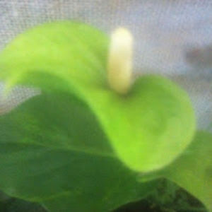 antniofranciscomarinsdealbuquerque avatar