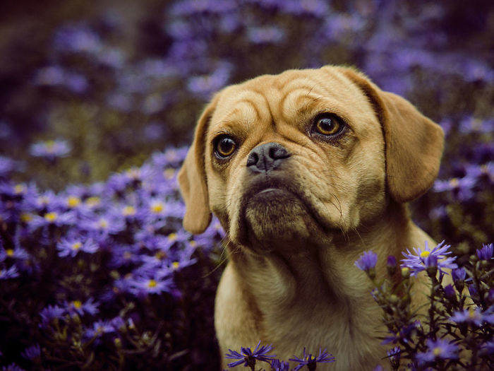 Puggle (Beagle + Pug)