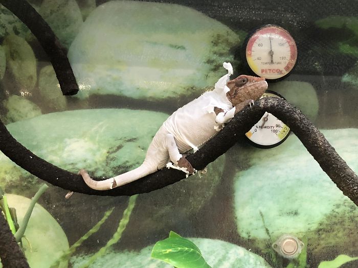 This Chameleon Shedding His Skin Looks Like He Is Wearing Pajamas