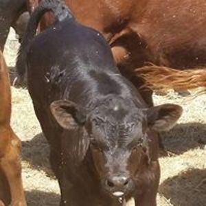sdcattle avatar
