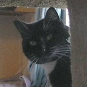 missingcatspenticton avatar