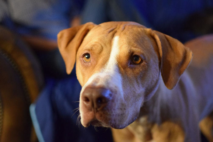 Labrabull (Labrador Retriever + American Pit Bull Terrier)