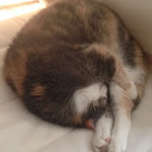 robynmitchell avatar