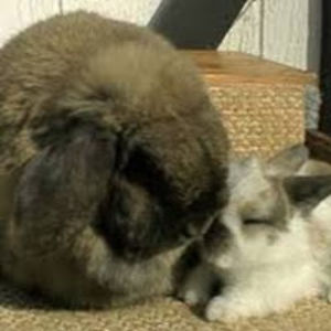 tahakumonsonoa avatar