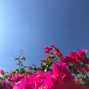 danielle_pettifor avatar