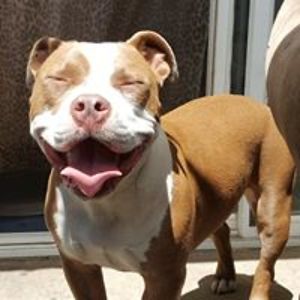 angelicatercero avatar