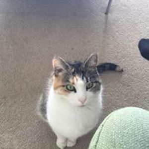 heidishanksnz avatar