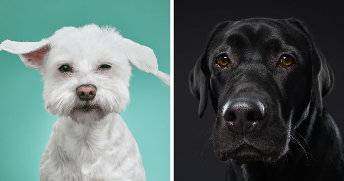 We Explore The Uniqueness Of Different Cat And Dog Breeds And Their Beautiful Personalities (11 Pics)
