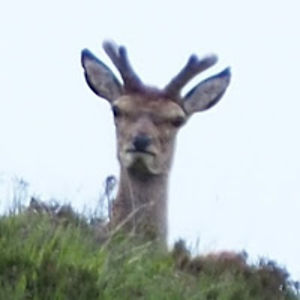 magorzatadzida avatar