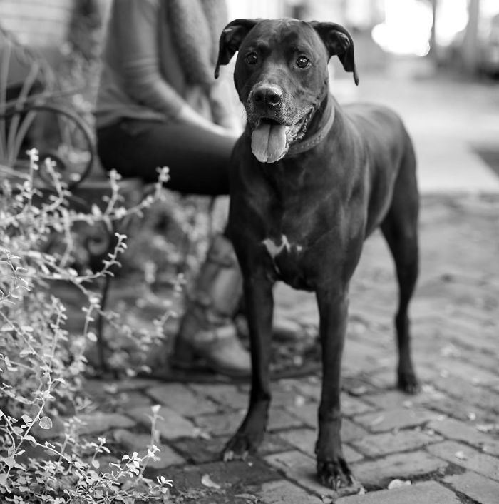 Boweimar (Boxer + Weimaraner)