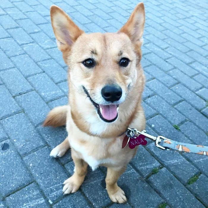 Shorgi (Corgi + Sheltie)