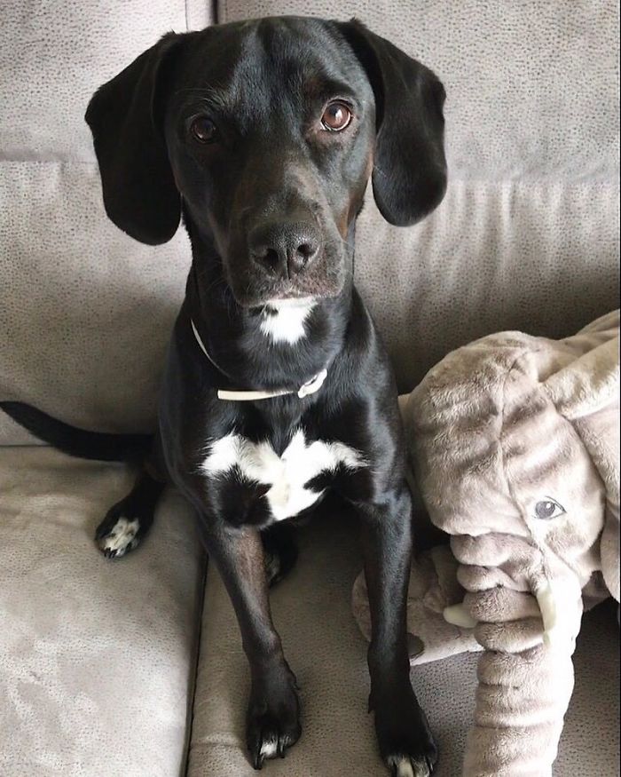 Lab-Pointer (Labrador Retriever And Pointer)