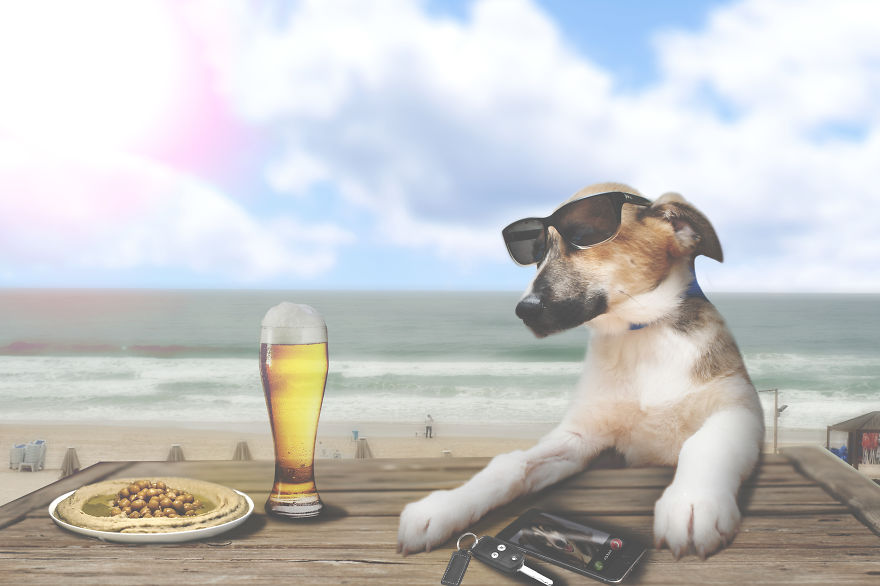 Every Dog Need Home Every Dog Need Home