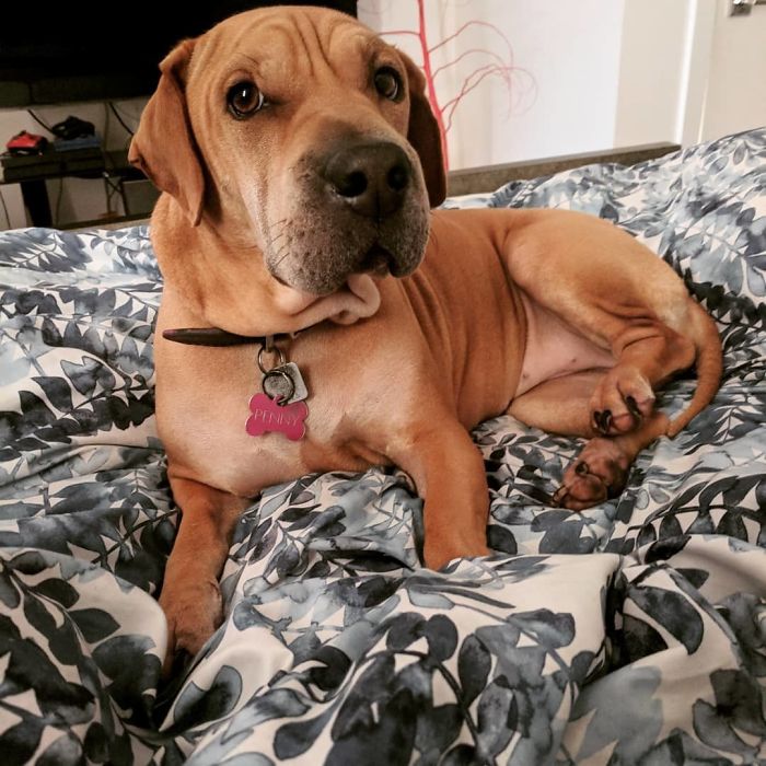 Sharp Asset (Basset Hound And Shar-Pei)