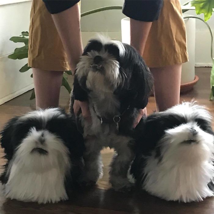 Custom Pet Slippers