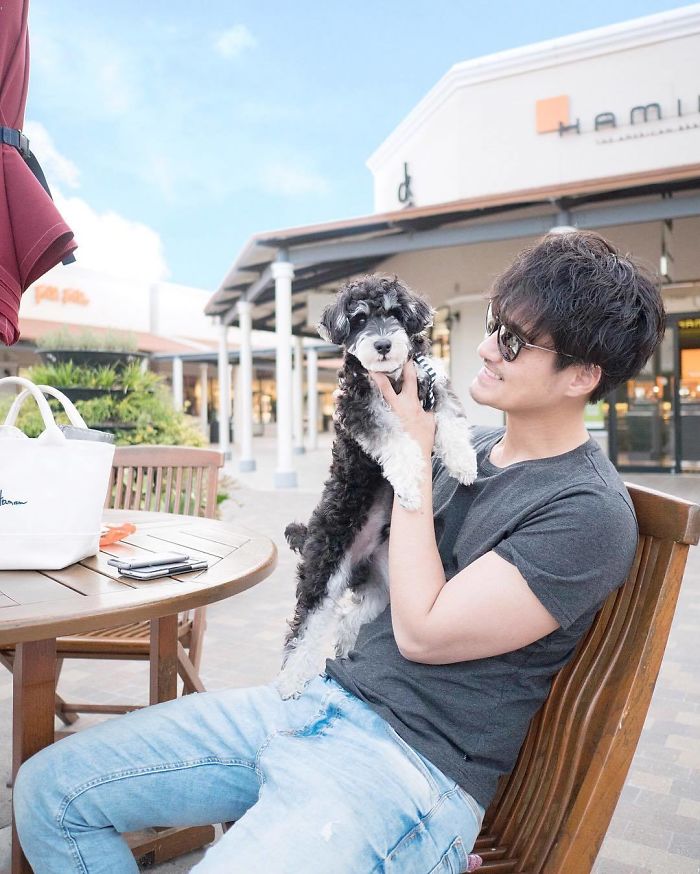 Schnoodle (Schnauzer + Poodle)