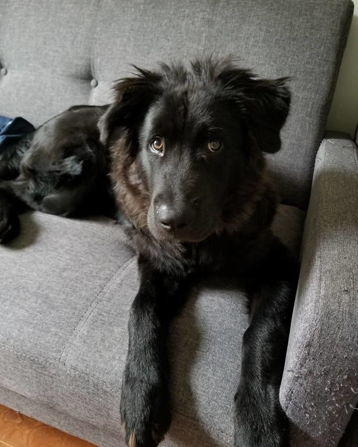 Chabrador (Labrador Retriever + Chow Chow)