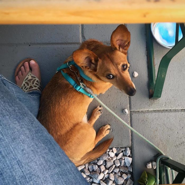 Dorgi (Corgi + Dachshund)