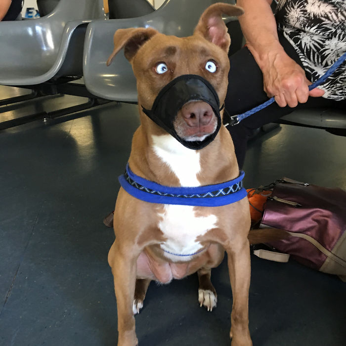 Pitsky (Pit Bull + Husky)