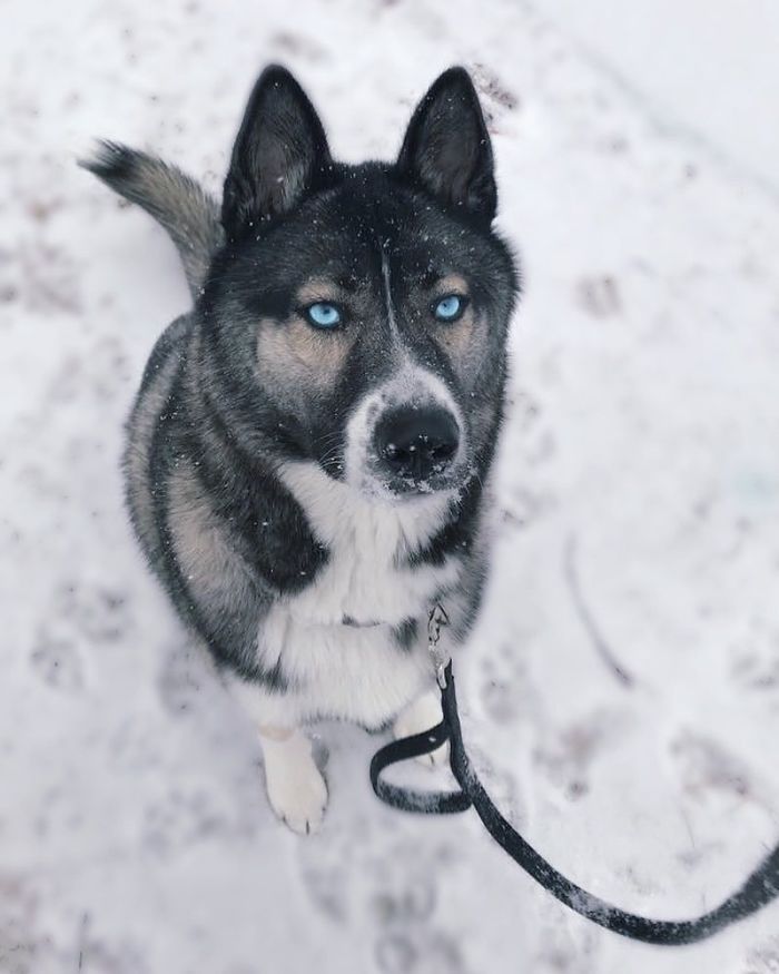 Gerberian Shepsky (German Shepherd + Siberian Husky)