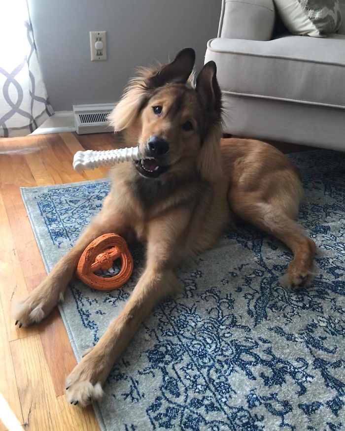Shepherd Chow (Chow Chow + German Shepherd)