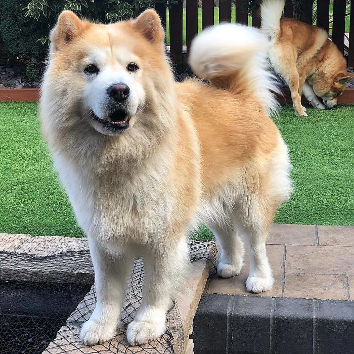 Chusky (Chow Chow + Husky)