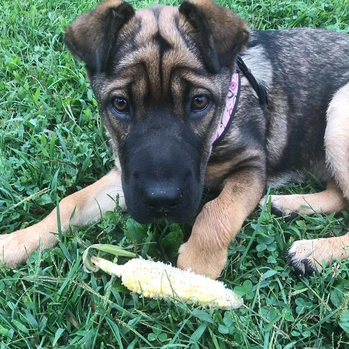 German Sherpei (German Shepherd And Shar-Pei)