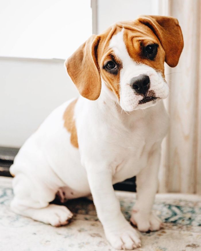 Beabull (Beagle + Bull Dog)