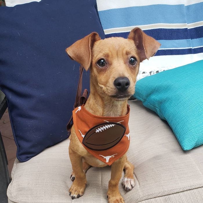 Chiweenie (Chihuahua + Dachschund)