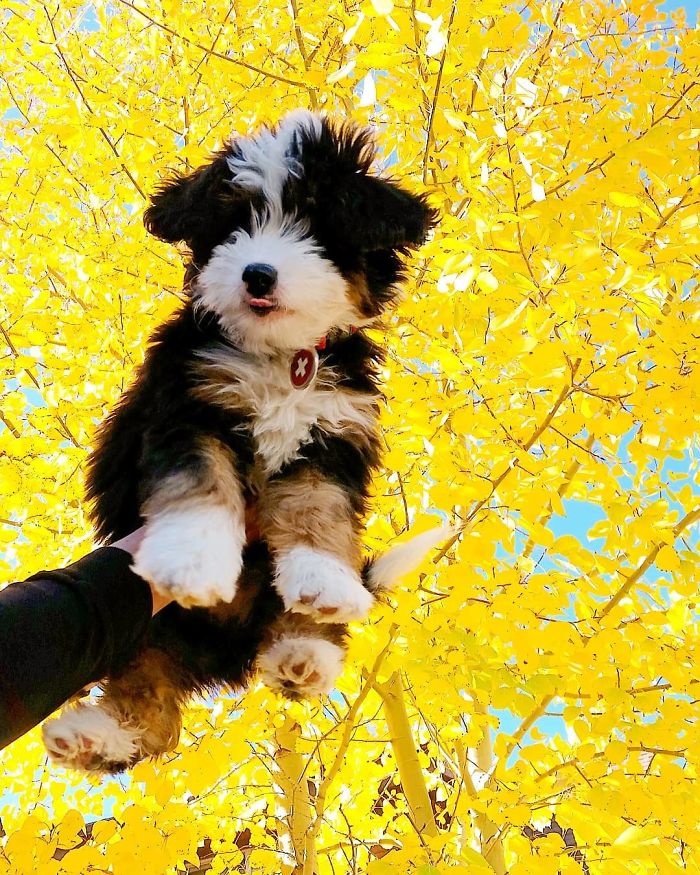 Bernedoodle (Saint Bernard + Poodle)