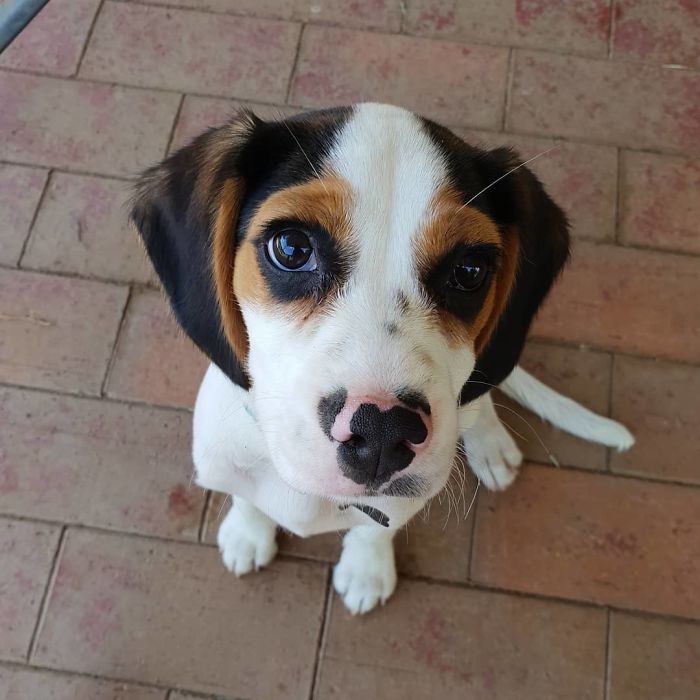 Beaglier (Beagle + Cavalier King Charles Spaniel)