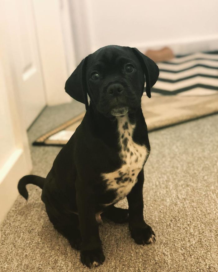 Pugmation (Pug + Dalmatian)