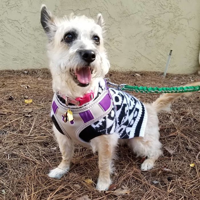 Corgipoo (Corgi + Toy Poodle)