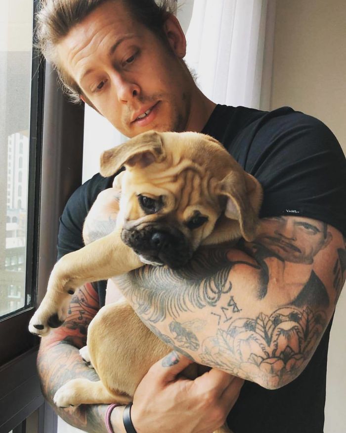 Bullpug (Pug + English Bulldog)