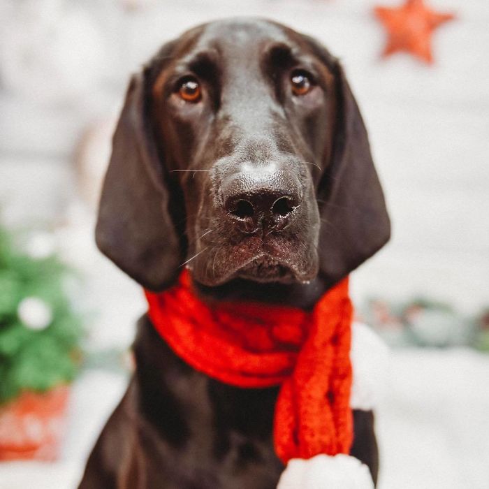 Labloodhound (Labrador Retriever And Bloodhound)